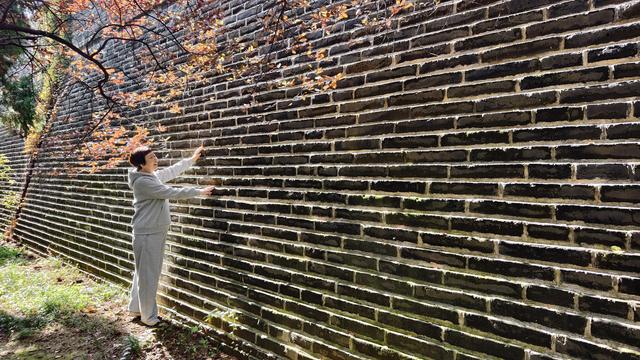 千年银杏树酣畅淋漓向世界宣布：我来过，我灿烂过！