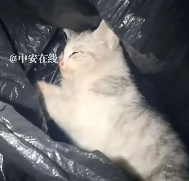 查寝摔猫致死宿管抱怨“被网暴”：“谁养的都不敢承认，怪得了谁”