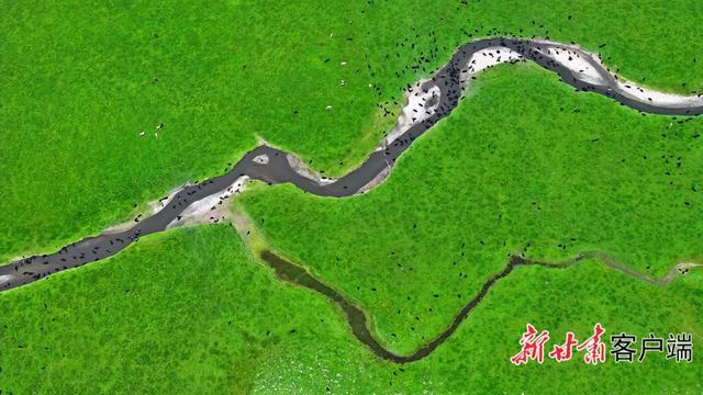 夏日阿万仓：水系成脉 生灵共栖