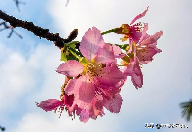 这个免费的公园的樱花开了，地铁可以到哦！