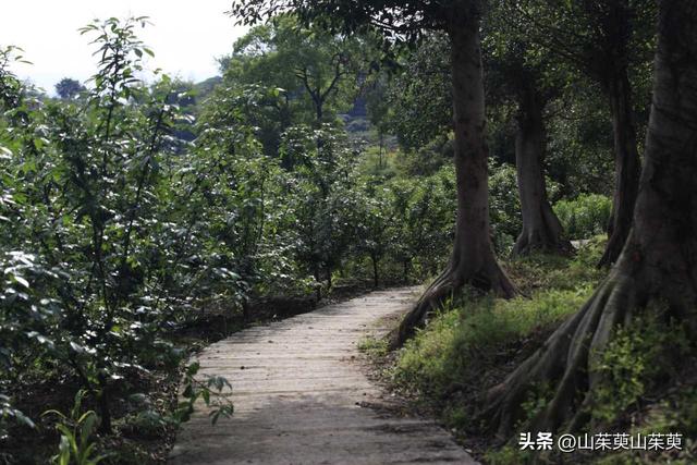 2023年春重庆探亲游（上篇）