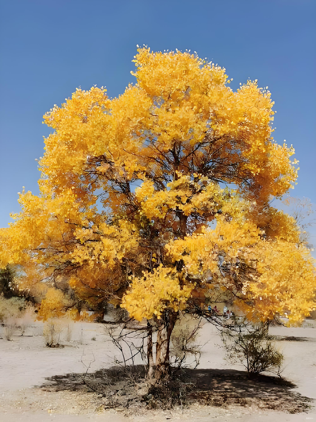 踏迹寻旅：不朽胡杨林游人玩什么？