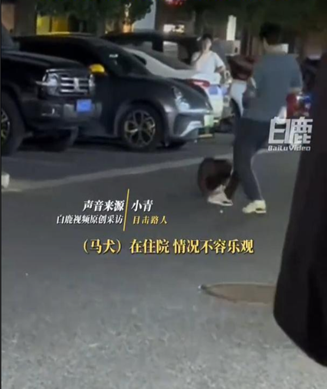 拴绳马犬遭柯基主人用酒瓶、砖头暴打，“持续约20分钟”，正在医院抢救；警方介入：已传唤涉事男子调查