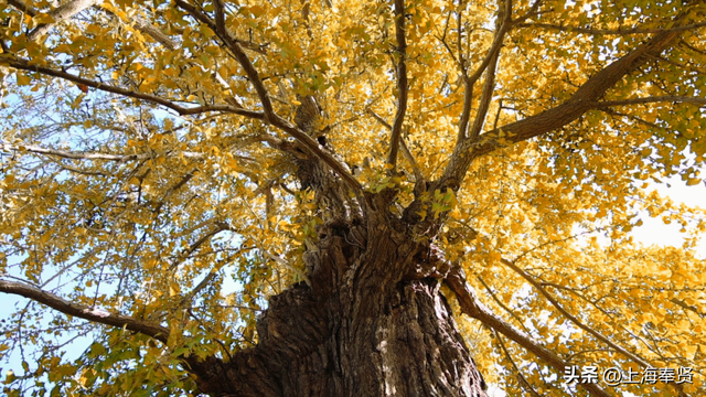 秋赴金汇！藏在古寺旁的800年银杏，每片叶子都藏着时光的故事