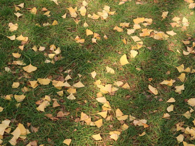 西安城区4个绝美秋景打卡地！