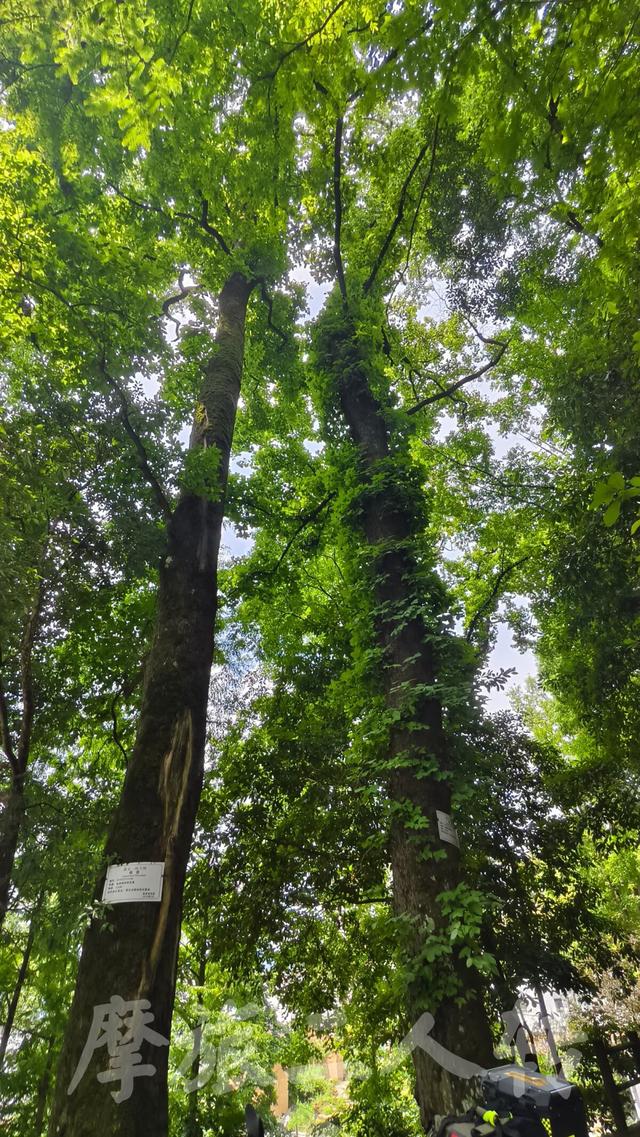 皖浙摩旅二人转——蜈蚣岭篇（下）