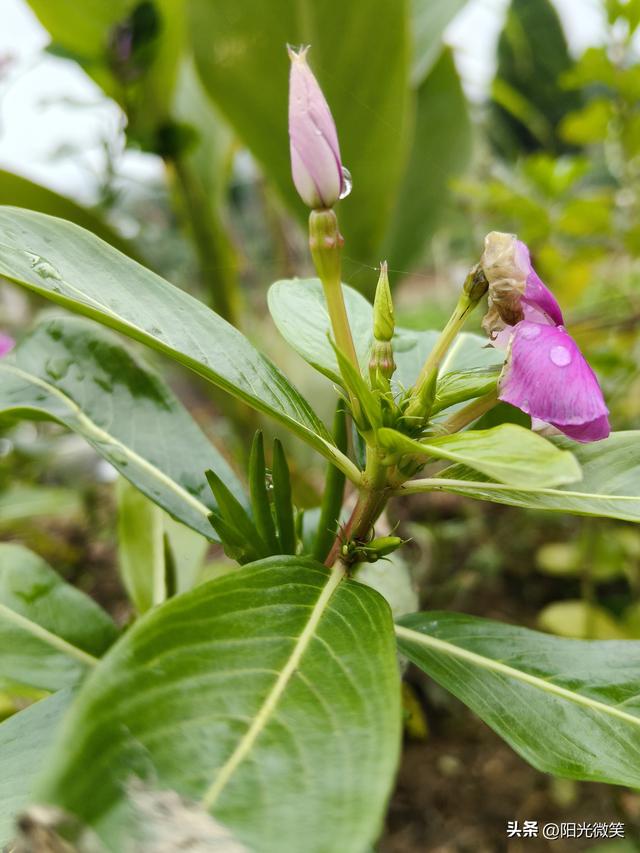 头条为什么设置作品置顶?如果不去设置，你后悔去吧