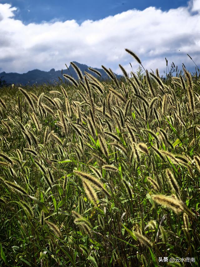 蓝田的美，美在隐秘：这是山边一条少有人走的路，我却走过很多次