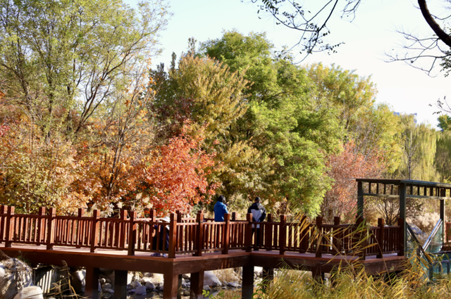 莲花池公园满目鎏金，这个周末等您来赏→