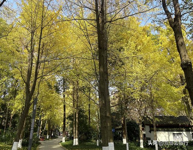 成都市中心最美银杏观赏地，这6处你去过吗？都不要门票！