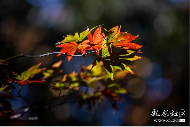 冬日里的红枫恋