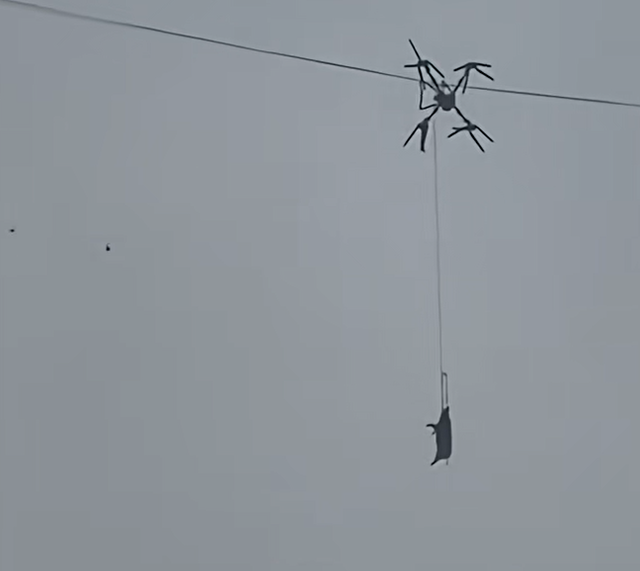 为了这头年猪的“飞天梦”，全村陪它停电10小时？