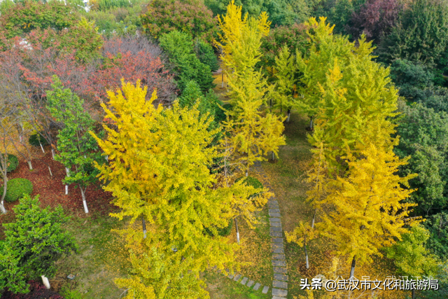 芦花不够看？江滩的银杏已经美疯了！