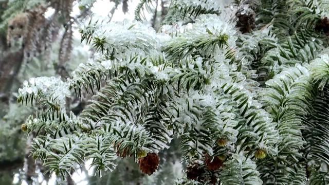 渠县迎今冬首场降雪 雾凇茶山共绘冰雪童话