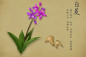 它是草药“美白仙子”，不仅能收敛止血、消肿生肌，还能美白祛斑图片
