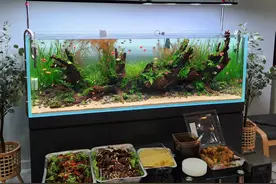 适合新手的十余种阴性水草，不用二氧化碳也可以轻松养图片