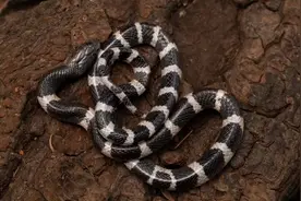 银环蛇“毒蛇一哥”地位不保？国内发现新物种，毒性比银环还强？图片
