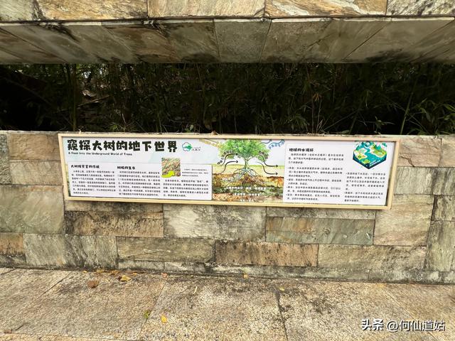 游流溪河森林公园