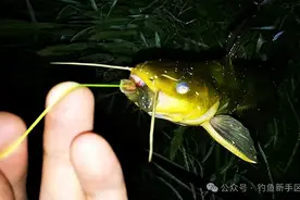 钓黄辣丁靠边还是中间？黄辣丁喜欢在近岸，钓边比钓中间好！图片