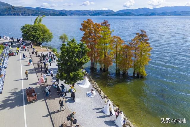 龙龛码头太有名，每天有很多人过来拍婚纱，但他们却不知道夫妻树