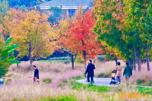 来南昌，打卡秋日限定 “枫” 景！