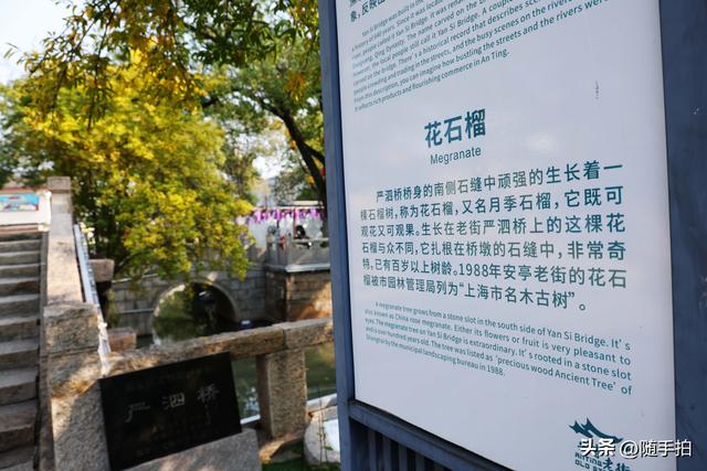 上海：120多年前从古桥石缝中“钻出”的石榴树如今硕果挂枝头
