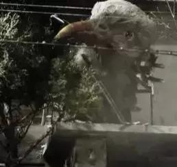 初代奥特曼佐菲和新奥特曼利匹亚佐菲