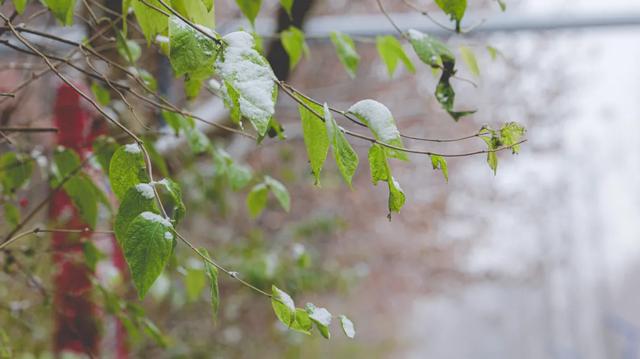 河北衡水:2025年首次降雪,臻园雪景绝绝子!