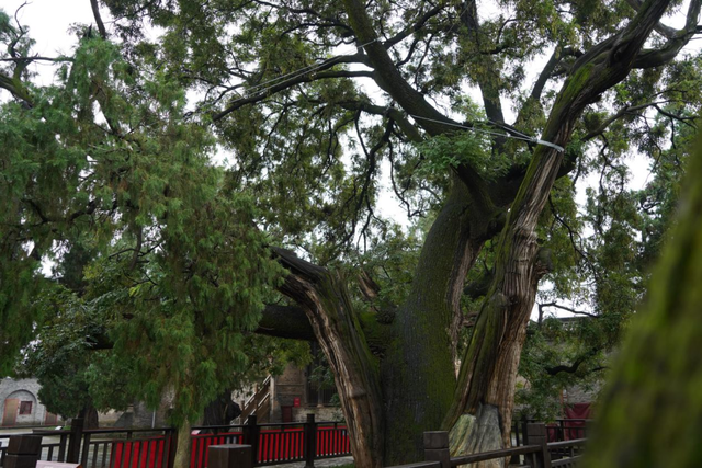 白水：从仓颉庙到全域游 激活千年文明的旅游新动能