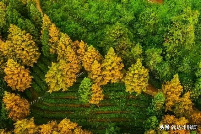 给达州秋景一点琥珀色看看