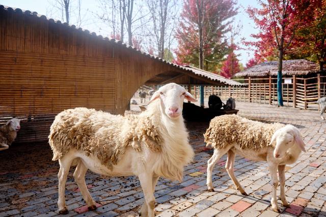 宿迁泗洪洪泽湖湿地，芦苇遍布，环境优美，一幅被秋天浸染的画卷