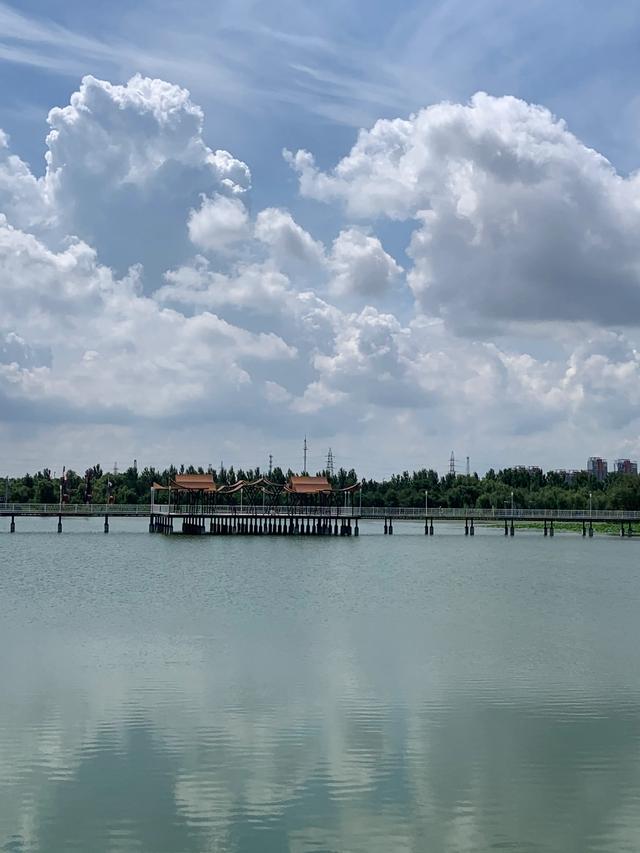 荷花、野鸭子、夏景