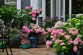 高手养花，都把“回水、扣水”做到位，难怪养啥都“爆盆”图片