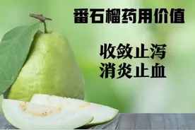 你以为番石榴只是一种常见水果？错！只能说你对它真的太不了解了图片