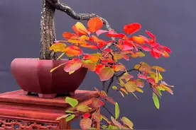 世界最美盆景鉴赏——黄栌图片