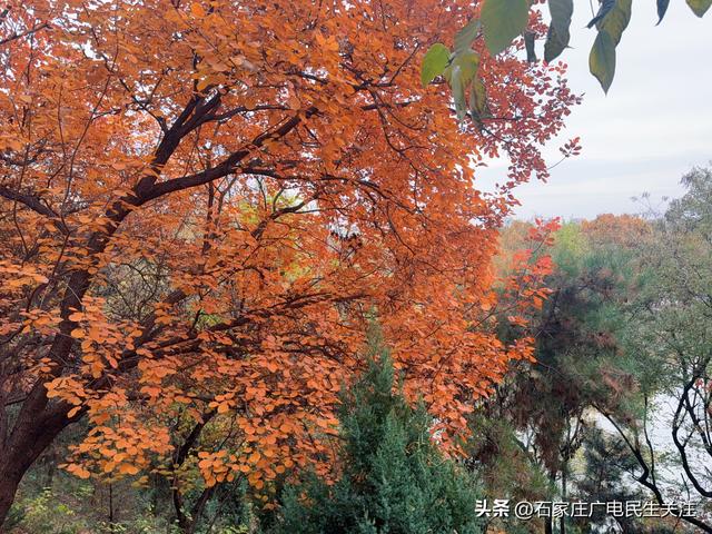 霜叶满阶红！石家庄市公园广场、水系沿线黄栌进入最佳观赏期
