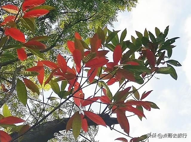成都秋天最时髦户外活动，不久会火，这些地方都是捡秋的宝藏地