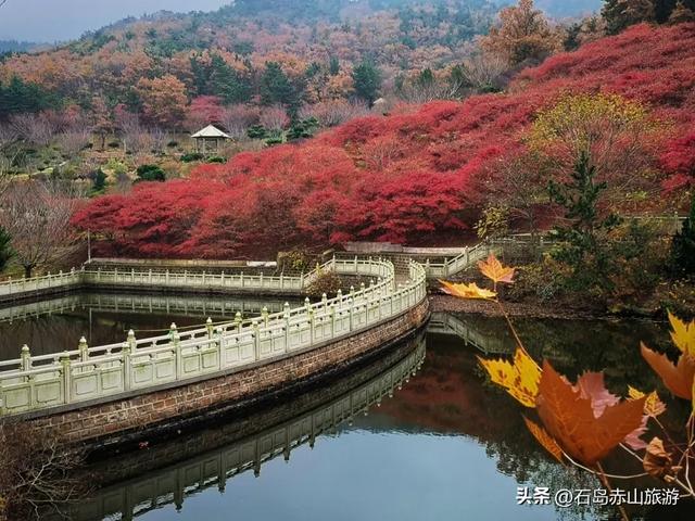 赤山红叶节不止红！各色植物把山海染成「秋日调色盘」