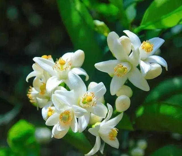 凤栖陶岭橘满坡