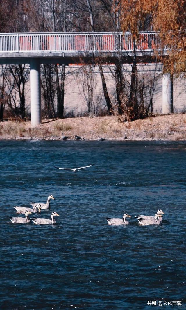 拍爽了！在拉萨的朋友，马上去这里！免费！