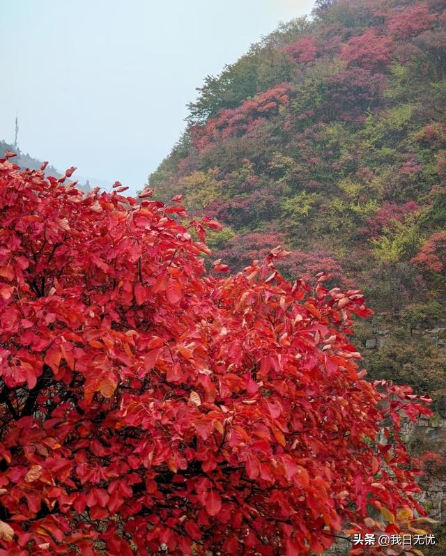 喊山，喊水，喊了一嗓子青州