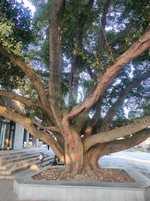 瓯越风情（四）：瑞安·文脉深流与赤心永续