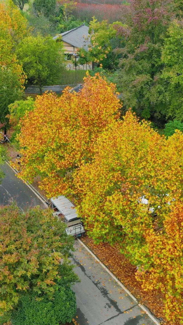 秋日限定浪漫!1000亩银杏染成“黄金海”