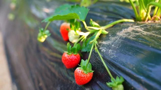 广饶初冬的仪式感来了！