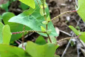 杠板归，又称蛇倒退，老人叫它毒蛇克星，农村人一定要认识它图片