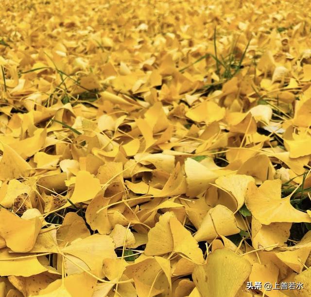 北京大风强将温，树叶纷纷落下，用古诗词来形容卡到好处