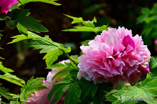 极美洛阳城牡丹迎春吐蕾绽放