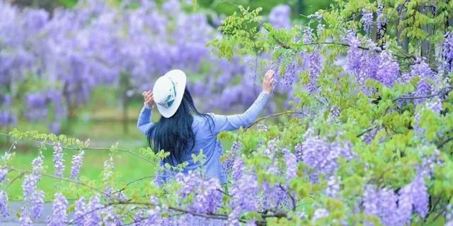 就在崇州！满屏紫色，唯美上线