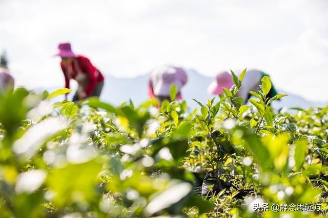 河南人去了潍坊和日照，直言不讳：潍坊人和日照人气质截然不同！