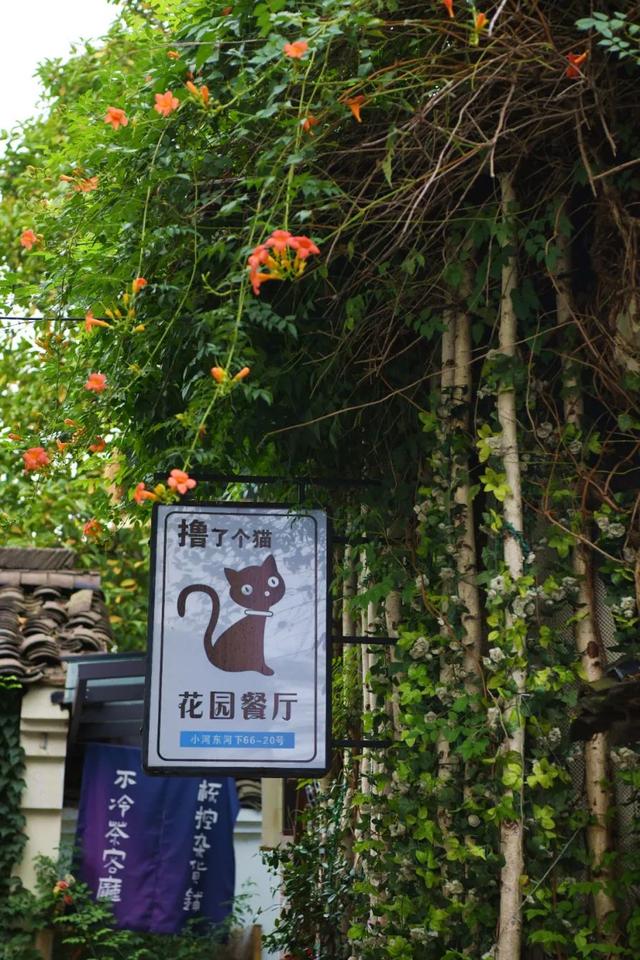 夏日限定凌霄花！带上这份指南来打卡